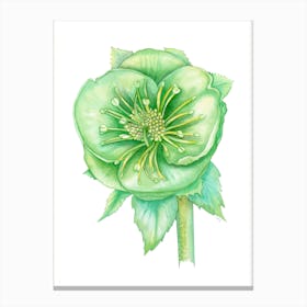 Verde Hellebore Canvas Print