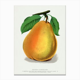 Vintage Botanical Pear Lithograph Art print _2697930 Canvas Print