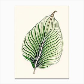 Hosta Leaf Warm Tones 3 Canvas Print