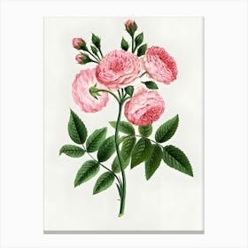 Pink Roses 3 Canvas Print