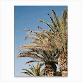 Palmtrees // Ibiza Nature & Travel Photography Canvas Print