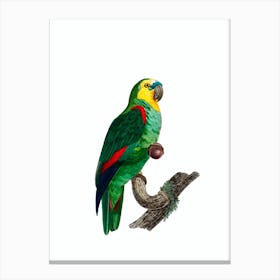 Vintage Turquoise Fronted Amazon Parrot Bird Illustration on Pure White Canvas Print