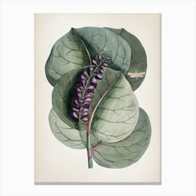 Vintage Catesby 1 Prunus Racemosa Canvas Print