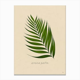 Areca Palm Leaf Canvas Print