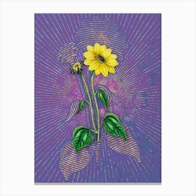Vintage Trumpet Stalked Sunflower Botanical Illustration on Veri Peri n.0397 Canvas Print