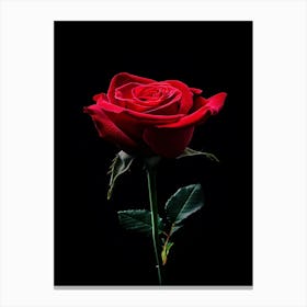 Red Rose On Black Background 28 Canvas Print