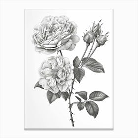 Roses Sketch 58 Canvas Print