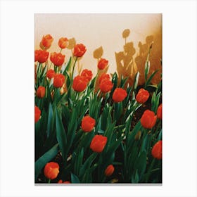 Tulips Canvas Print