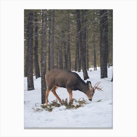 Deer In Snow Canvas Print