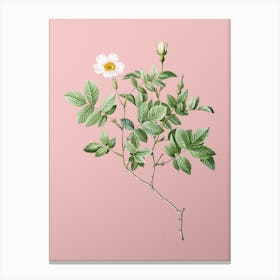 Vintage Rosebush Botanical on Soft Pink n.0087 Canvas Print