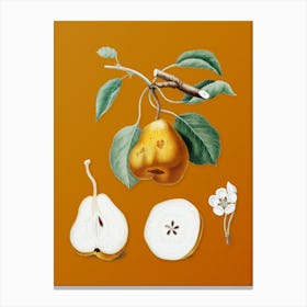 Vintage Pear Botanical on Sunset Orange n.0952 Canvas Print