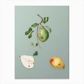 Vintage Pear Botanical Art on Mint Green Canvas Print