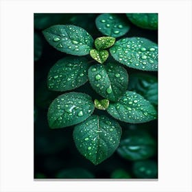 Green Leaves With Water Droplets Canvas Print