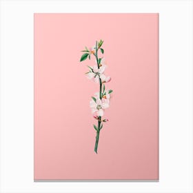 Vintage Peach Flower Botanical on Soft Pink Canvas Print