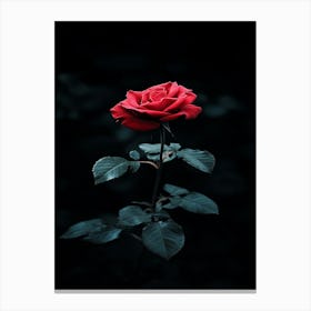 Dark Rose 23 Canvas Print