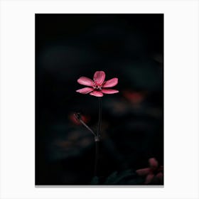 Pink Flower In The Dark 4 Canvas Print