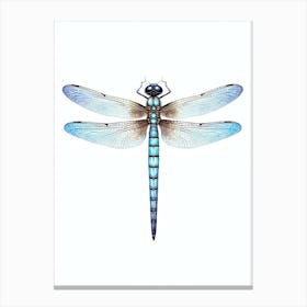Dragonfly Darner Aeshna 3 Canvas Print