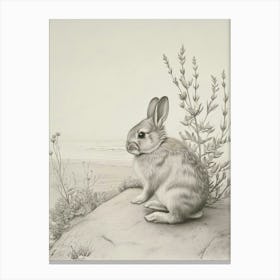 Mini Lop Rabbit Drawing 4 Canvas Print