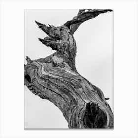 Dead Tree Canvas Print