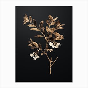 Gold Botanical White Honeysuckle Plant on Wrought Iron Black n.1663 Canvas Print