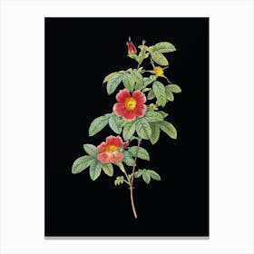 Vintage Single May Rose Botanical Illustration on Solid Black n.0065 Canvas Print
