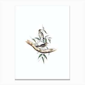 Vintage Little Chthonicola Warbler Bird Illustration on Pure White n.0402 Canvas Print