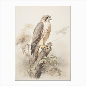 Vintage Bird Drawing Falcon 1 Canvas Print