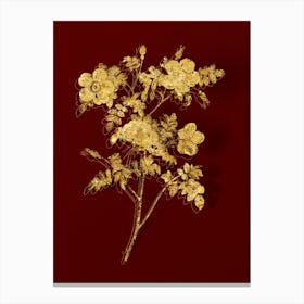 Vintage White Candolle's Rose Botanical in Gold on Red n.0005 Canvas Print