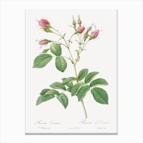 Evrat S Rose With Crimson Buds, Pierre Joseph Redoute Canvas Print
