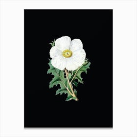 Vintage Mexican Poppy Flower Branch Botanical Illustration on Solid Black n.0244 Canvas Print