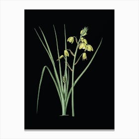 Vintage Slime Lily Botanical Illustration on Solid Black n.0132 Canvas Print