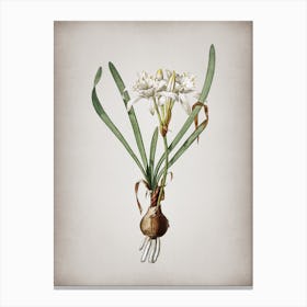 Vintage Sea Daffodil Botanical on Parchment n.0385 Canvas Print