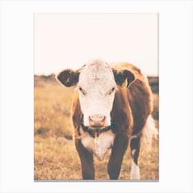Brown Milk Cow Canvas Print