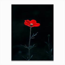 Single Red Flower 8 Canvas Print