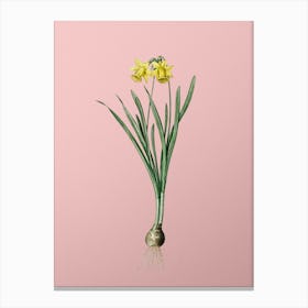 Vintage Lesser Wild Daffodil Botanical on Soft Pink n.0359 Canvas Print