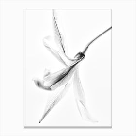 Lilly I Canvas Print