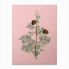 Vintage Mediterranean Cypress Botanical on Soft Pink n.0589 Canvas Print