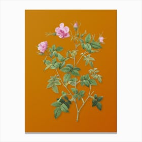 Vintage Pink Flowering Rosebush Botanical on Sunset Orange n.0095 Canvas Print