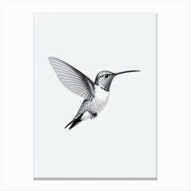 Hummingbird B&W Pencil Drawing 3 Bird Canvas Print