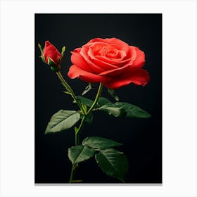 Red Rose On Black Background 23 Canvas Print