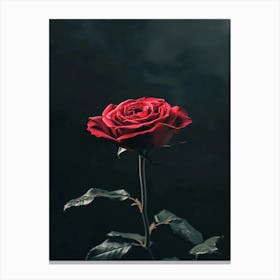 Dark Rose 82 Canvas Print