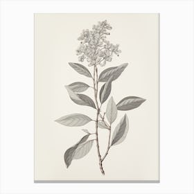 Antique Leaf Drawing Canvas Print