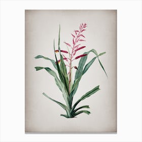 Vintage Pitcairnia Bromeliaefolia Botanical on Parchment n.0249 Canvas Print