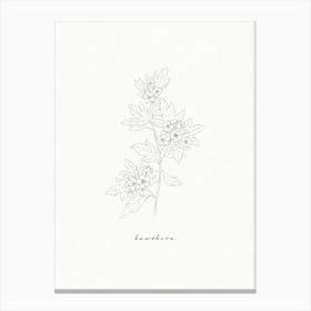 Hawthorn Line Drawing Canvas Print