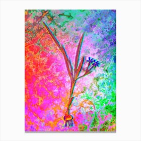 Gladiolus Inclinatus Botanical in Acid Neon Pink Green and Blue n.0176 Canvas Print