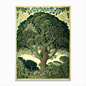 Atherton Tableland S Curtain Fig Tree, Australia Vintage Botanical 1jpeg Canvas Print