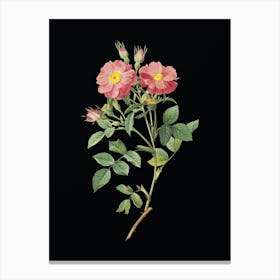 Vintage Queen Elizabeth's Sweetbriar Rose Botanical Illustration on Solid Black n.0190 Canvas Print