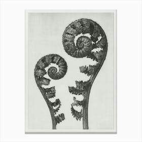 Shield Fern Fronds (1928), Karl Blossfeldt Canvas Print