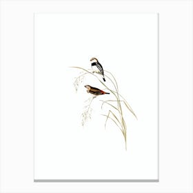 Vintage Spotted Sided Finch Bird Illustration on Pure White n.0388 Canvas Print