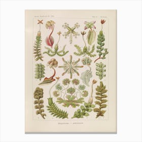 Hepaticae–Lebermoose, Ernst Haeckel Canvas Print